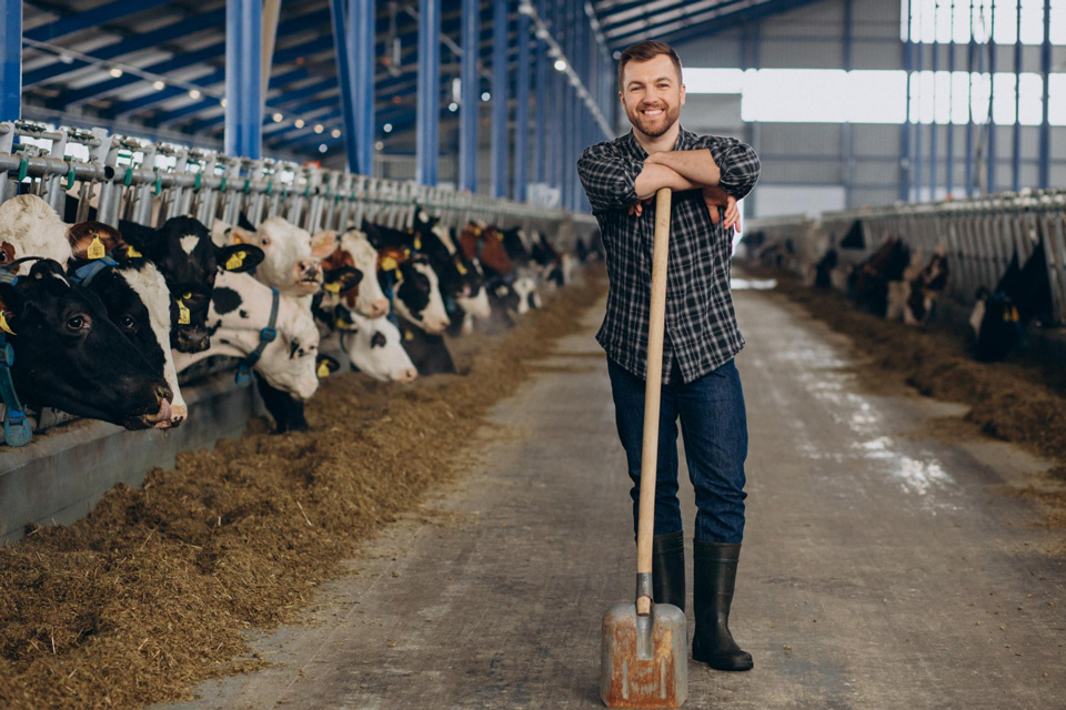 man leaning on shovel in cow shed