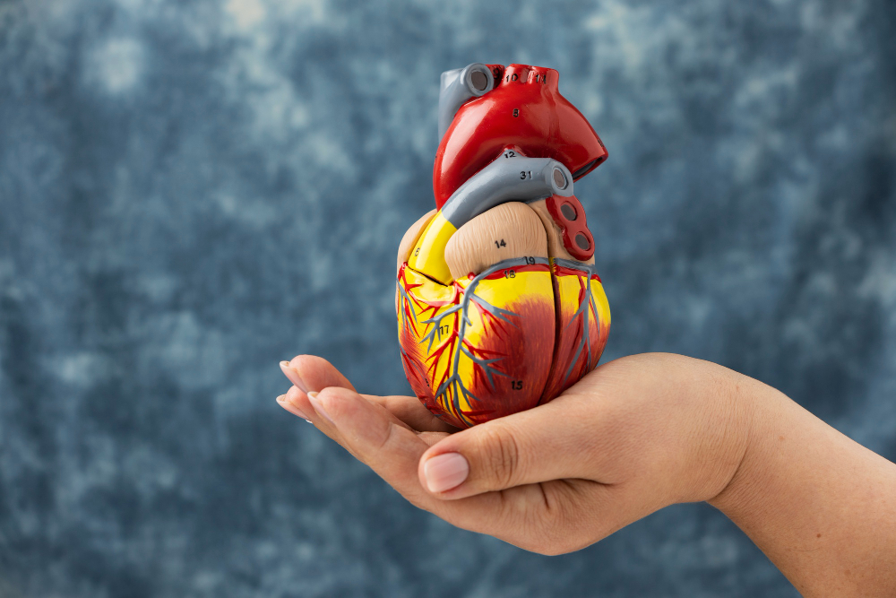 A hand holding an anatomically correct model of a heart.