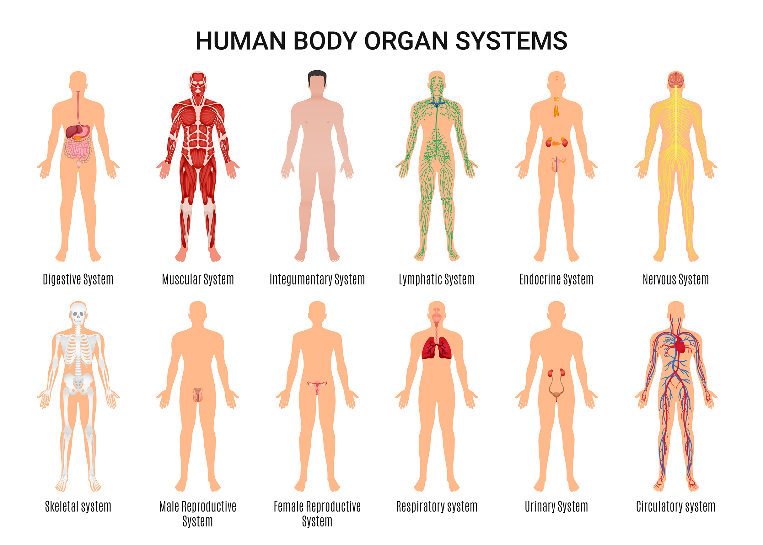 Illustration of the 11 human body systems, including both male and female reproductive systems.