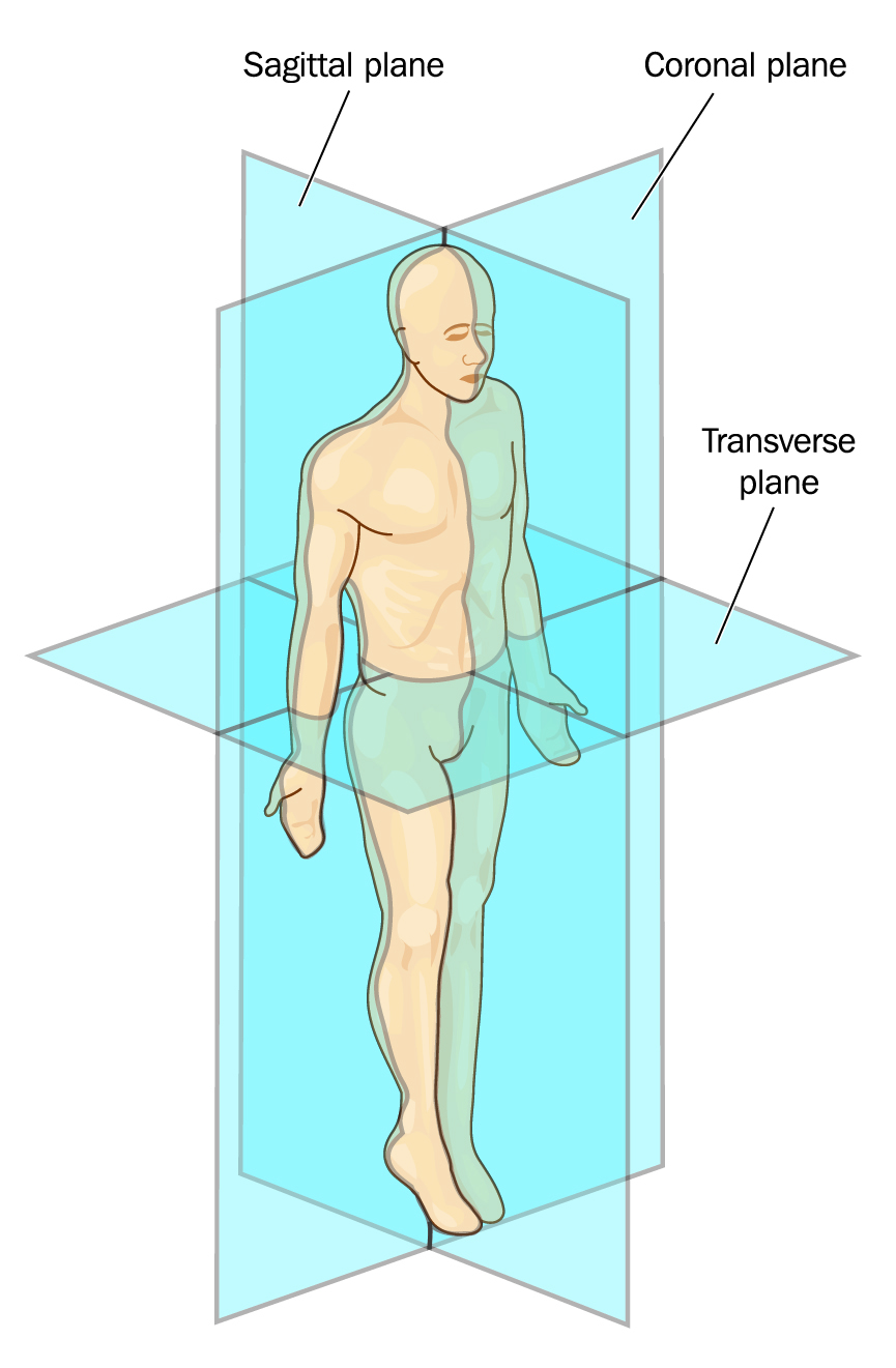 Ilustration of an human body showing the Traverse planes