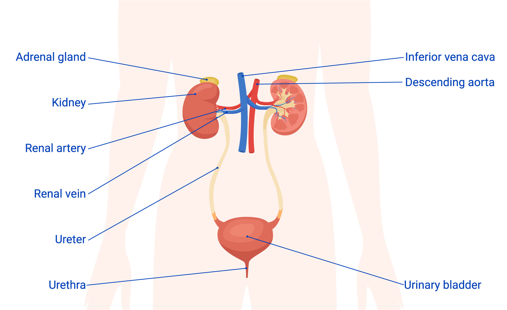 A labelled diagram of the urinary system