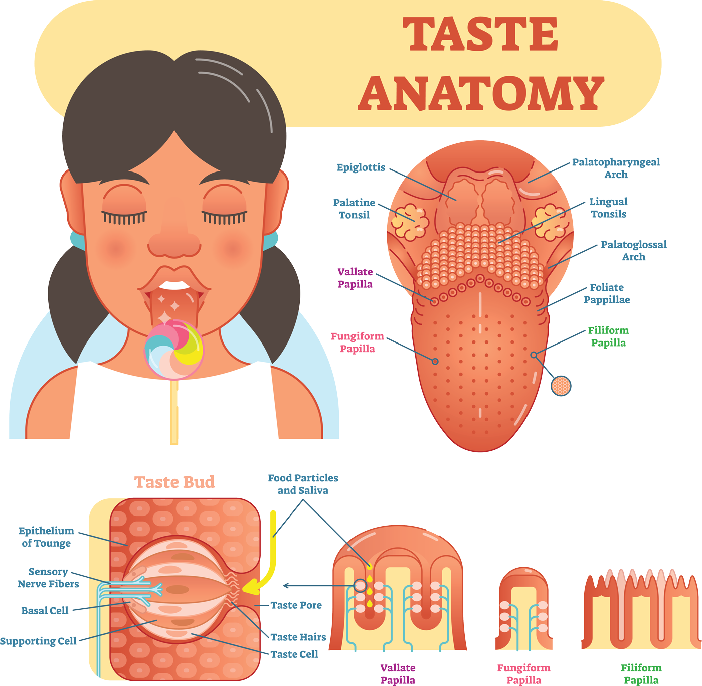 Illustration of taste anatomy showing the tongue, taste buds, and types of papillae, including vallate, fungiform, and filiform papillae, with a detailed view of taste buds.