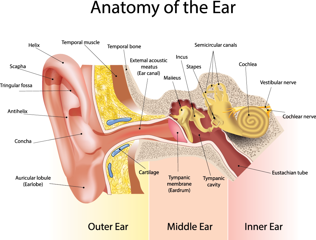 Diagram of the anatomy of the ear, showing the outer ear, middle ear, and inner ear, including parts like the eardrum, cochlea, and auditory bones.